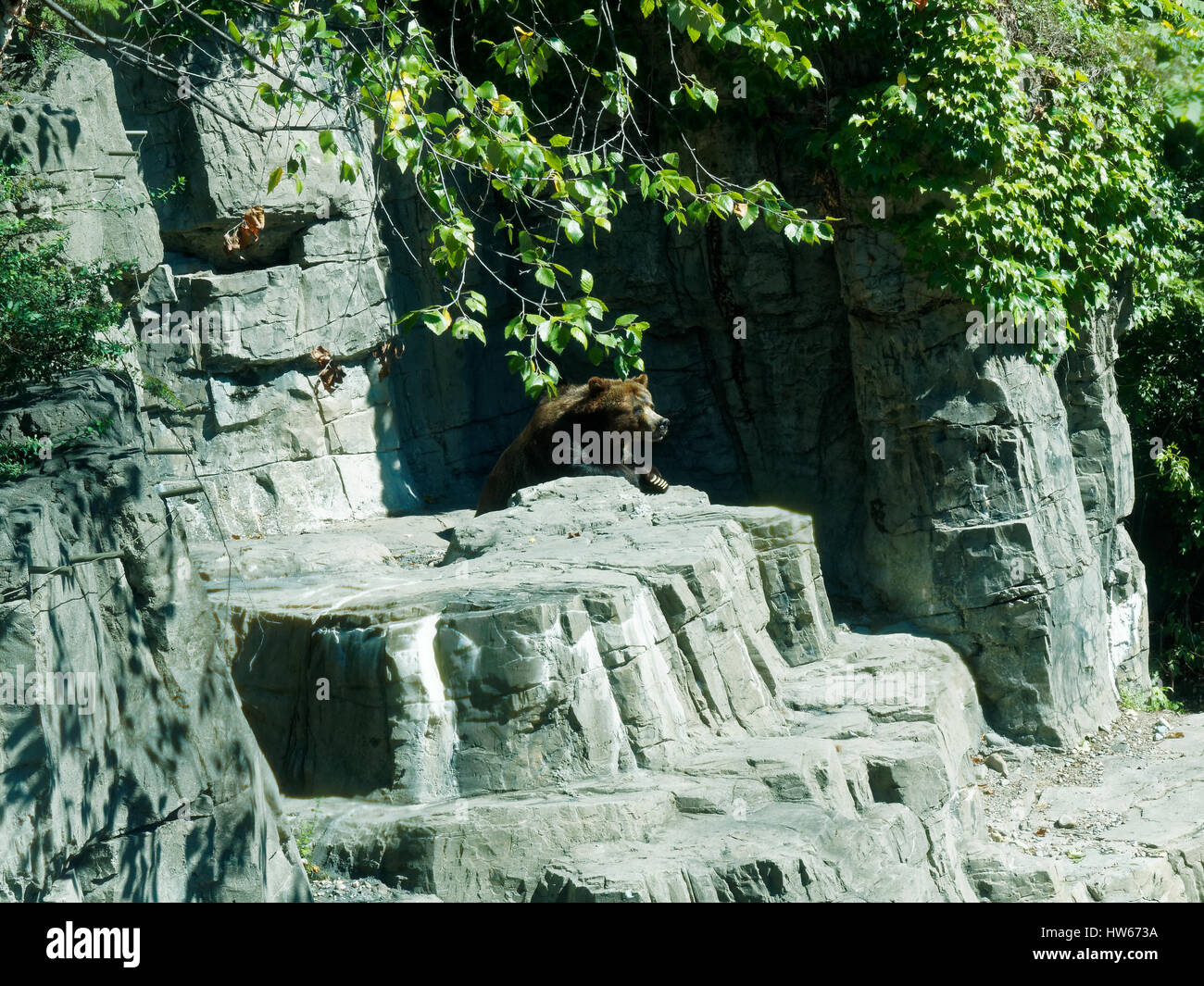 Ours grizzli (Ursus arctos horribilis) Zoo de Central Park, Manhattan, New York City Nord Banque D'Images