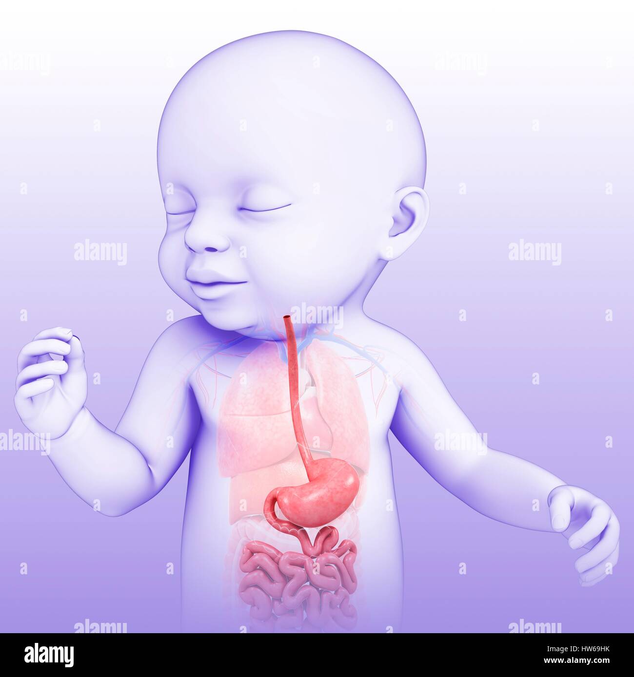 Illustration d'un système digestif du bébé Photo Stock - Alamy
