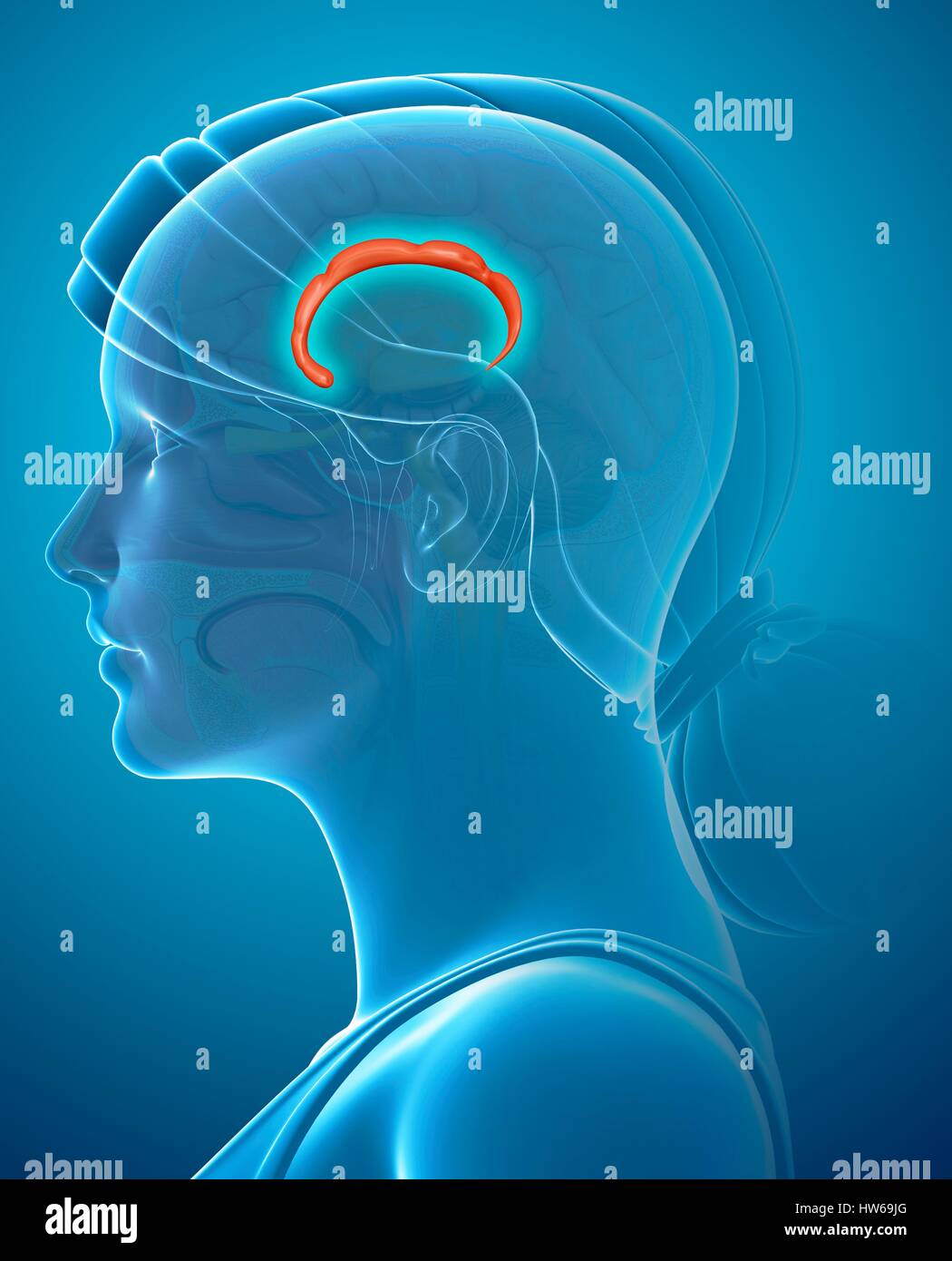 Illustration du gyrus cingulaire l dans le cerveau. Banque D'Images