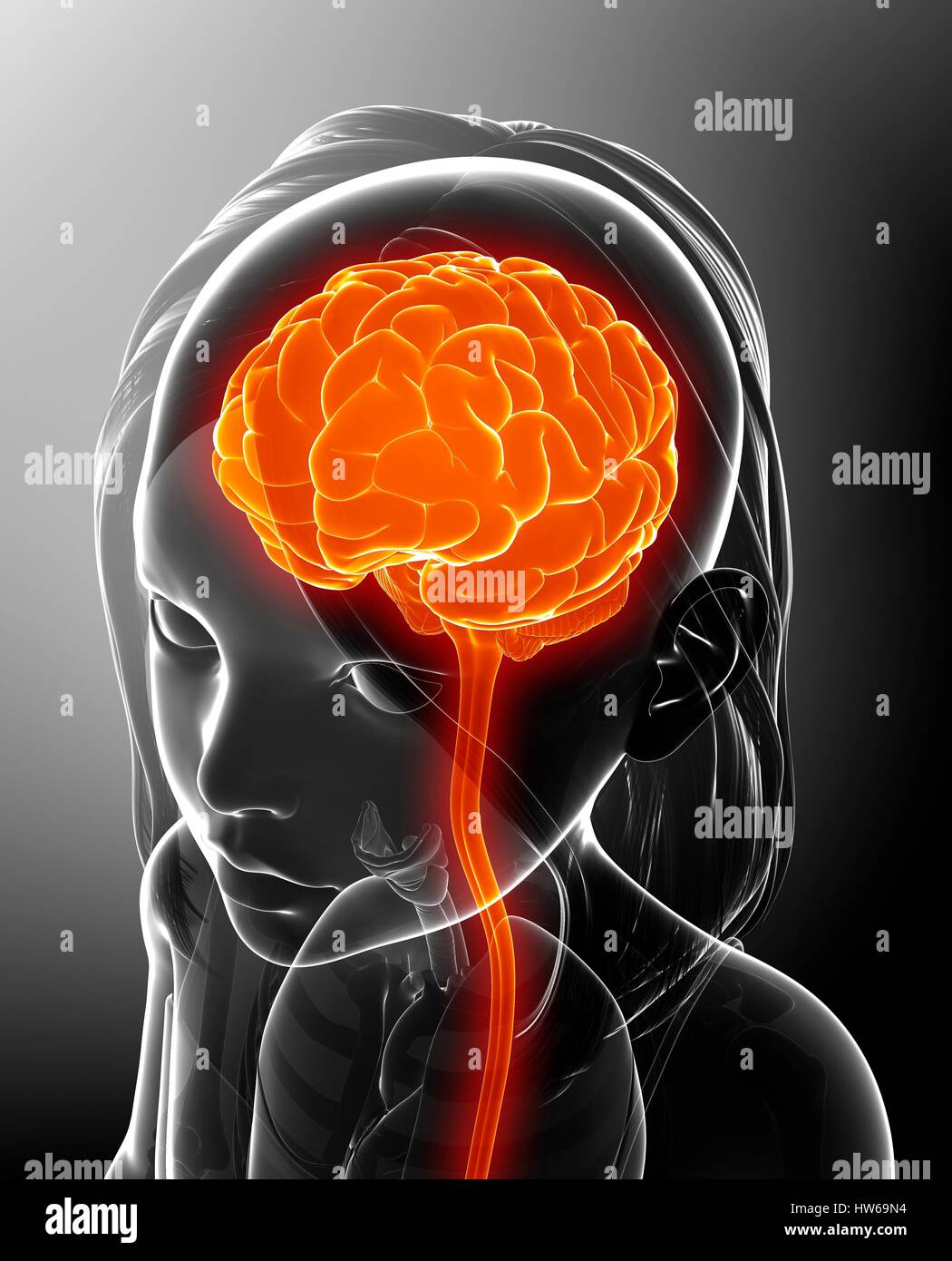 Anatomie du cerveau de l'enfant Banque de photographies et d’images à