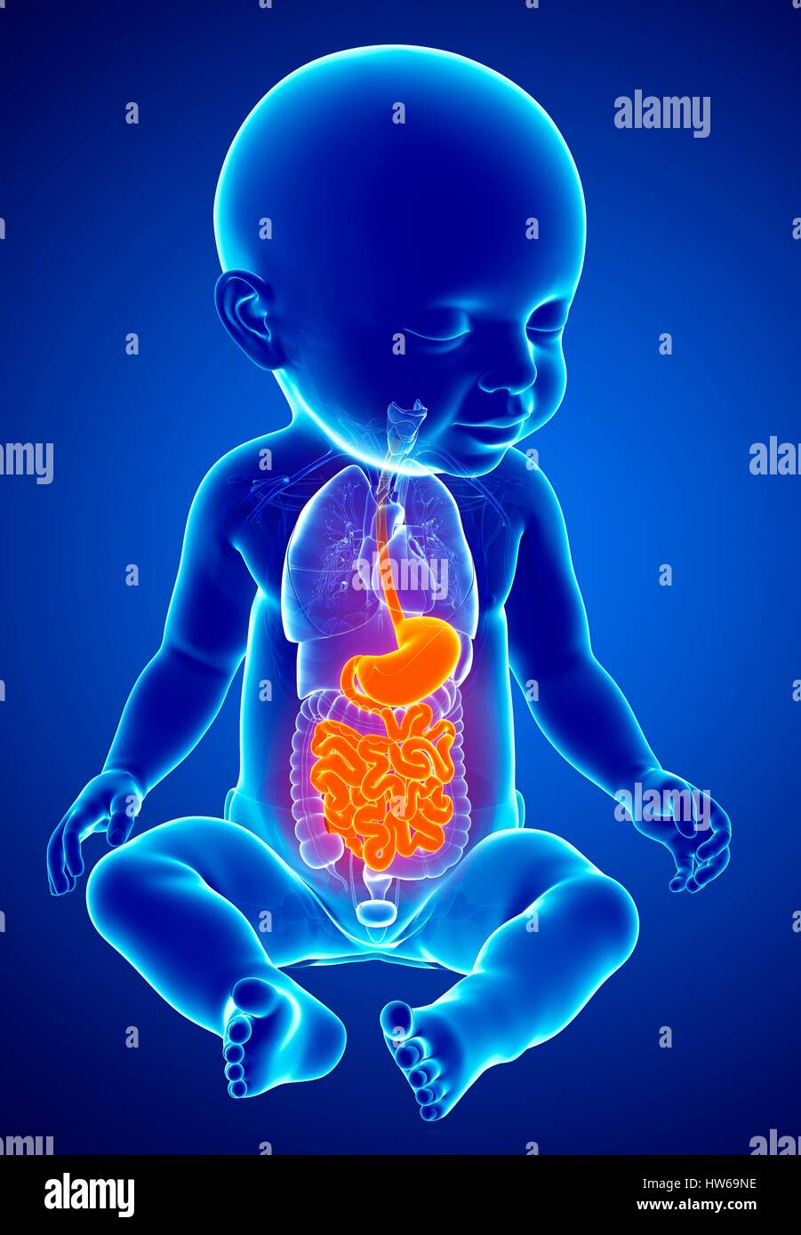 Illustration D Un Systeme Digestif Du Bebe Photo Stock Alamy