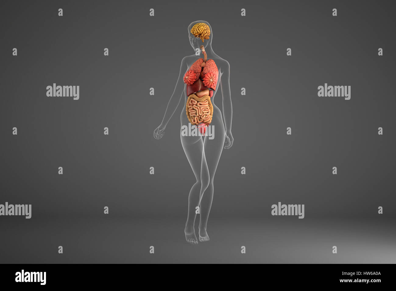 Les organes internes, de l'illustration. Banque D'Images