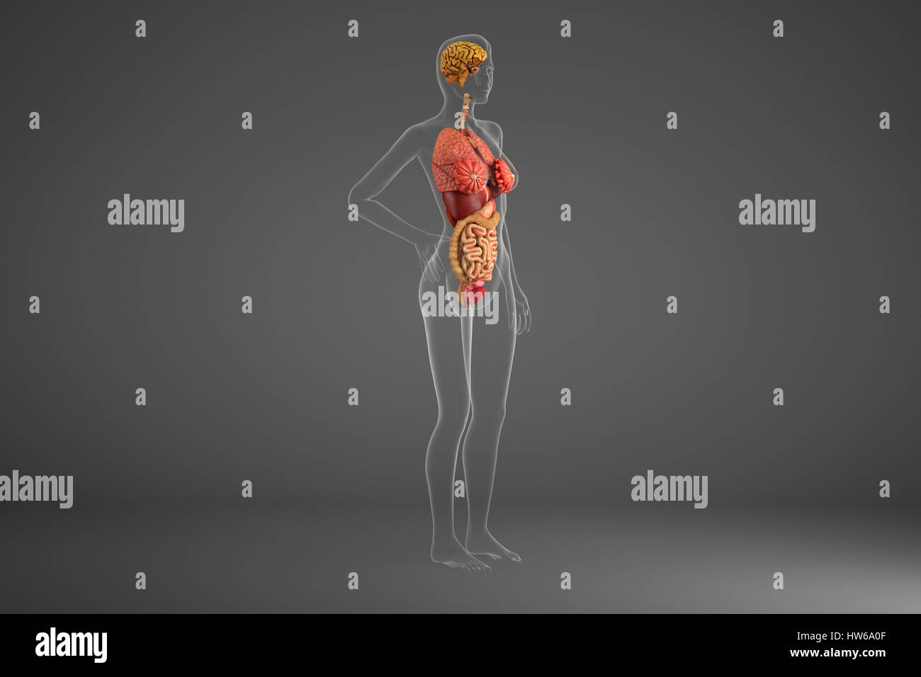 Les organes internes, de l'illustration. Banque D'Images