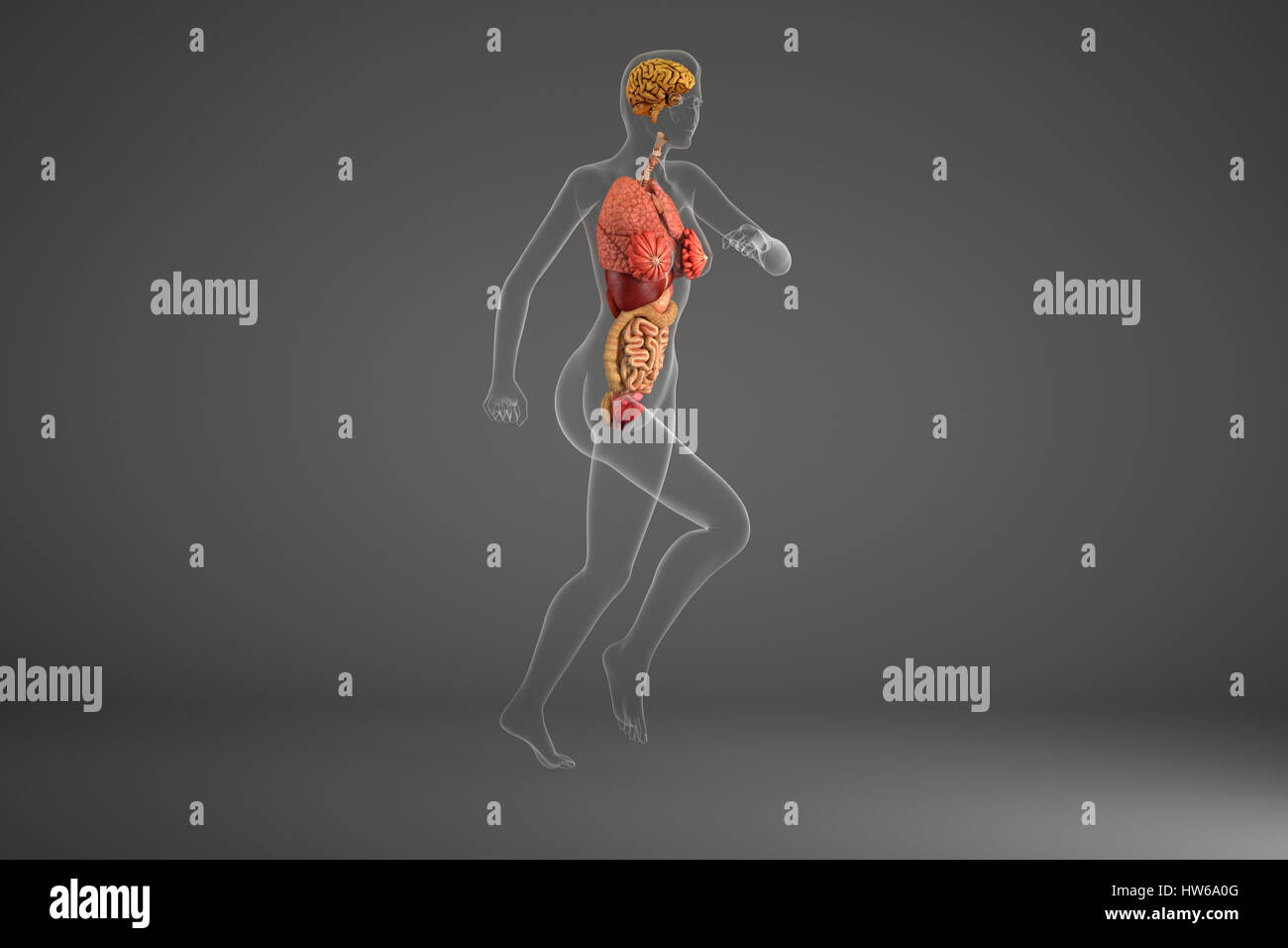 Les organes internes de la personne exécutant, illustration. Banque D'Images
