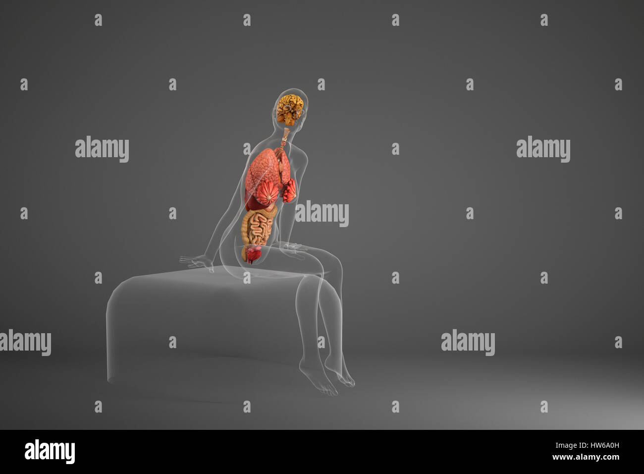 Les organes internes de personne assise, illustration. Banque D'Images