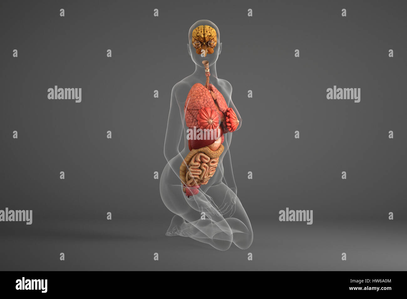 Les organes internes de la personne agenouillée, illustration. Banque D'Images