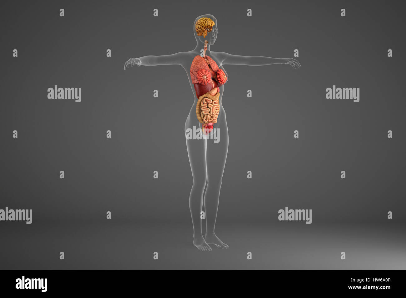 Les organes internes, de l'illustration. Banque D'Images