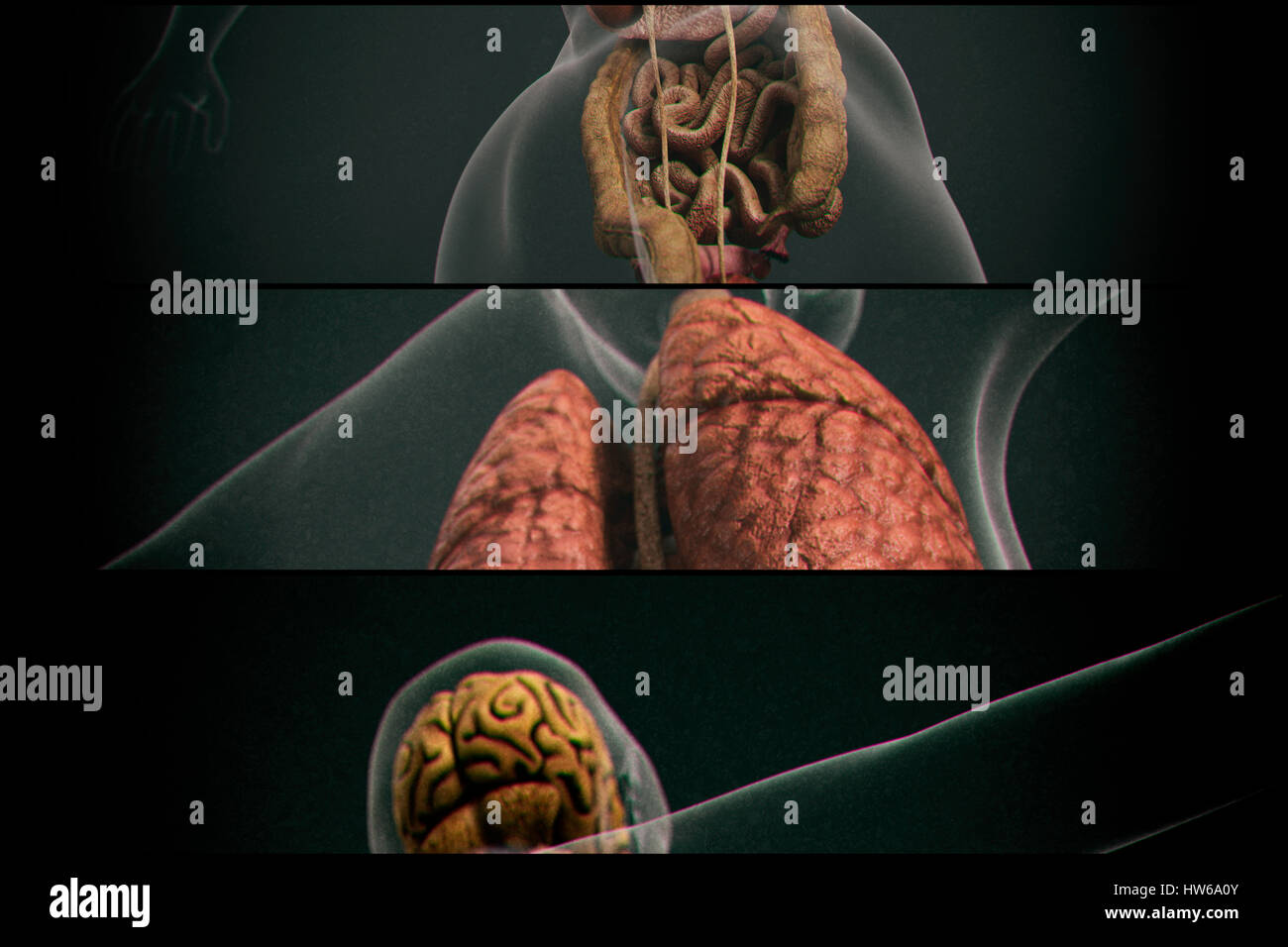 Les organes internes, de l'illustration. Banque D'Images