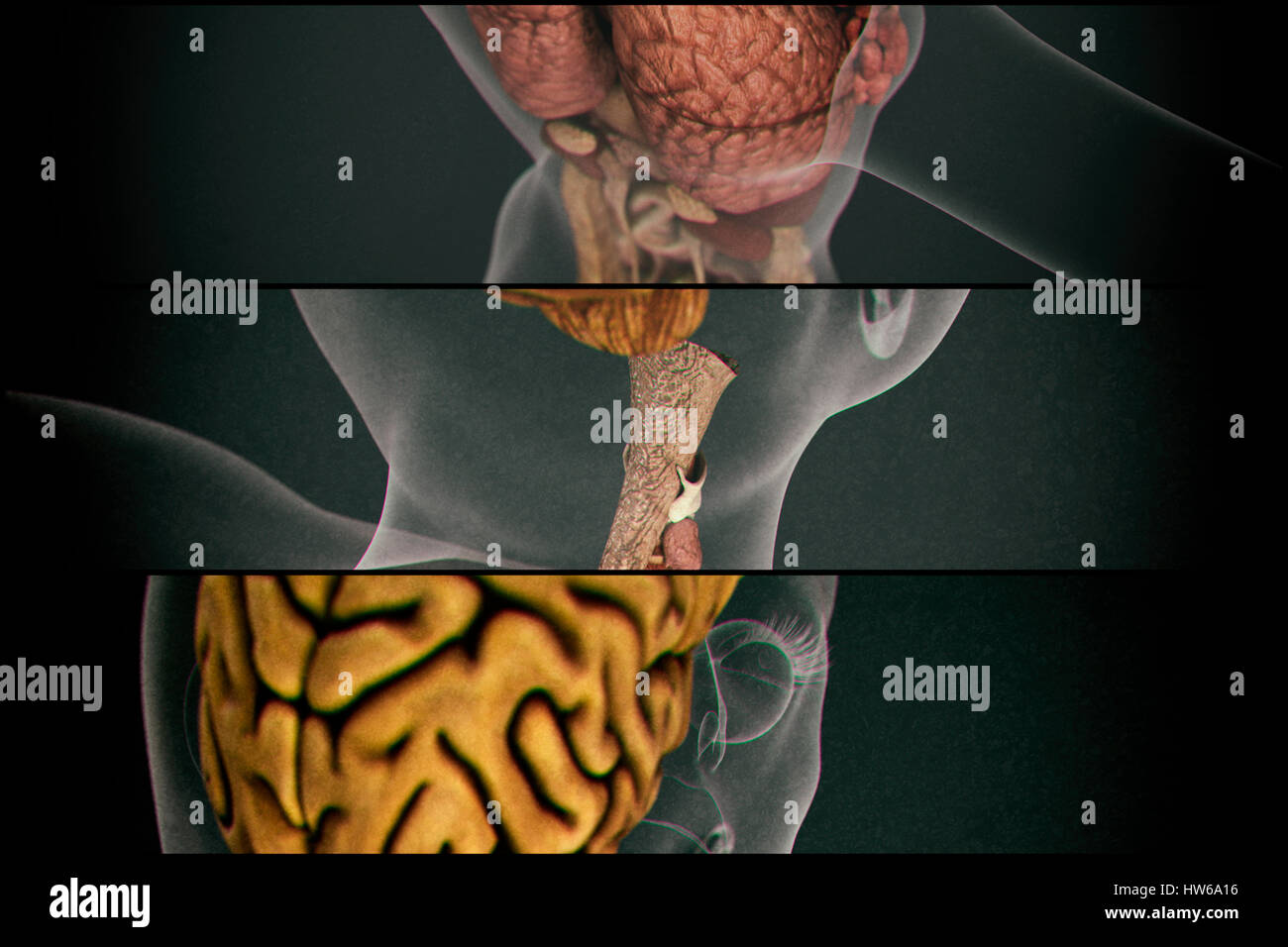 Les organes internes, de l'illustration. Banque D'Images
