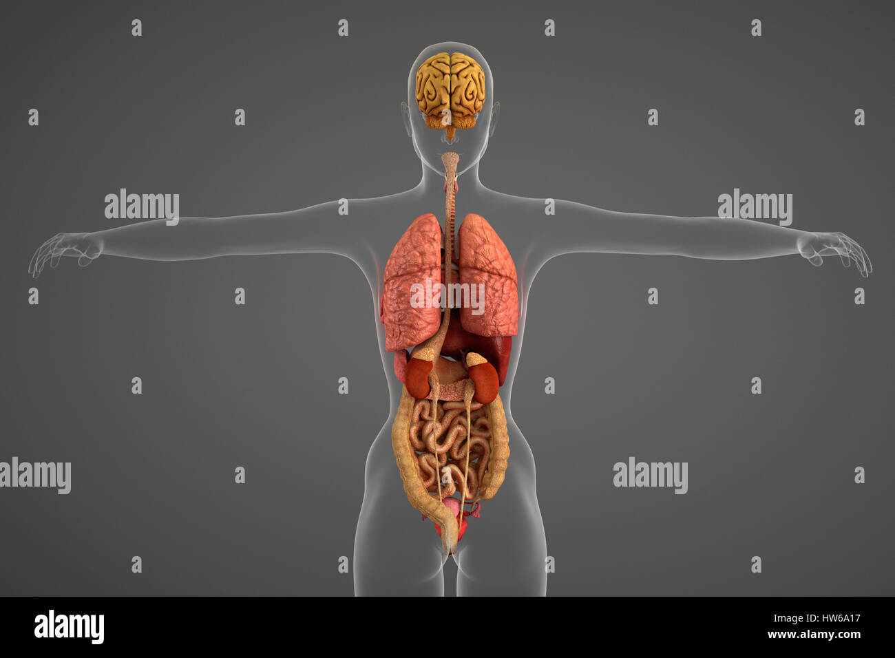 Les organes internes, de l'illustration. Banque D'Images
