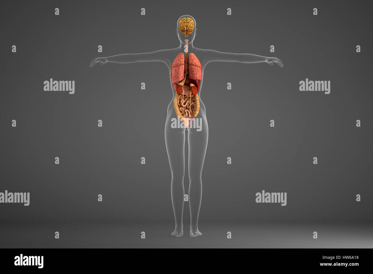 Les organes internes, de l'illustration. Banque D'Images