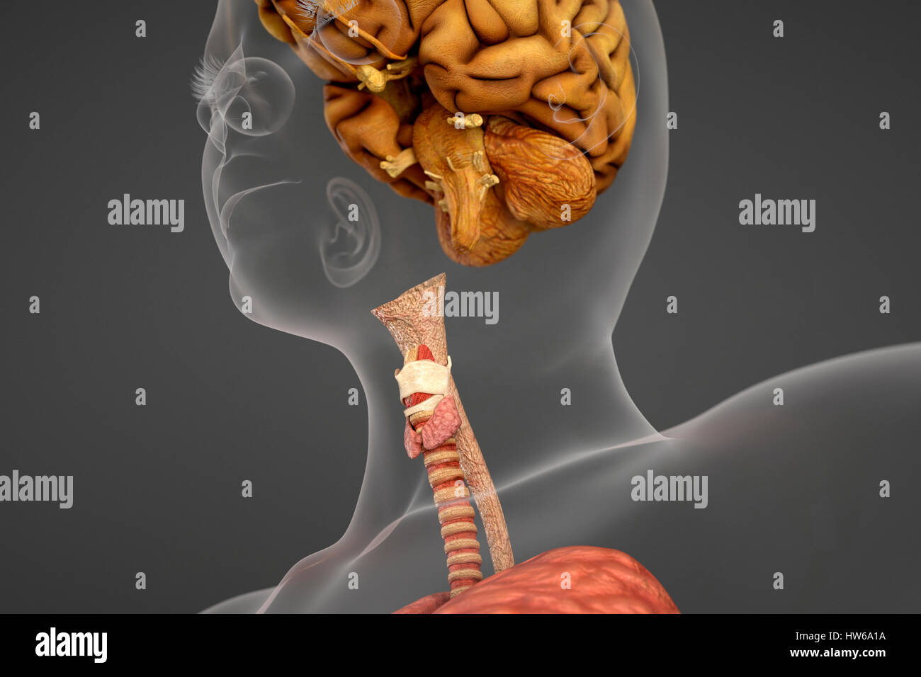 La tête et du cou montrant du larynx, de l'illustration. Banque D'Images