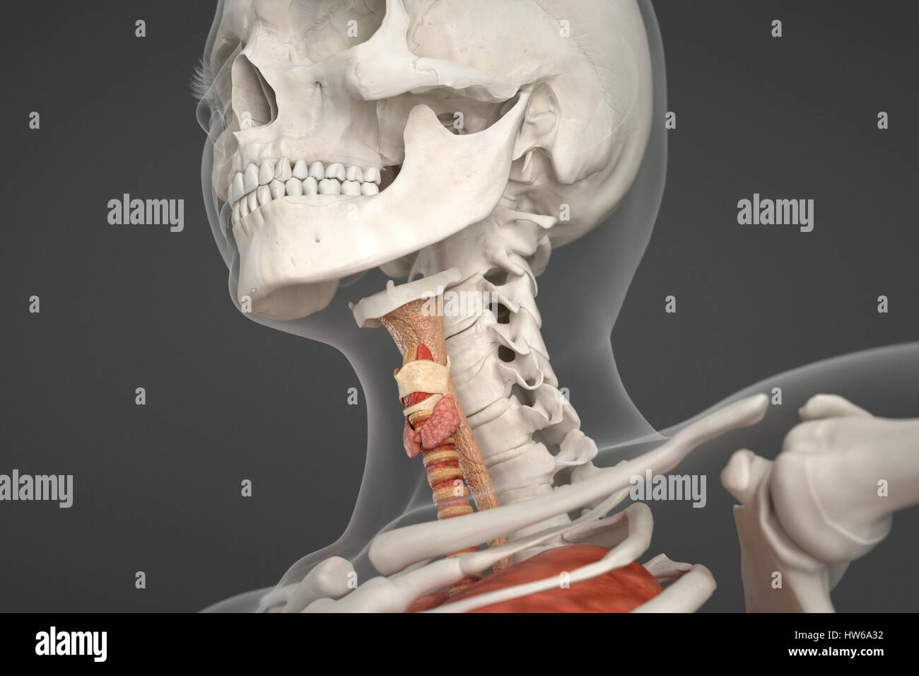 Crâne humain, du cou et du larynx, de l'illustration. Banque D'Images