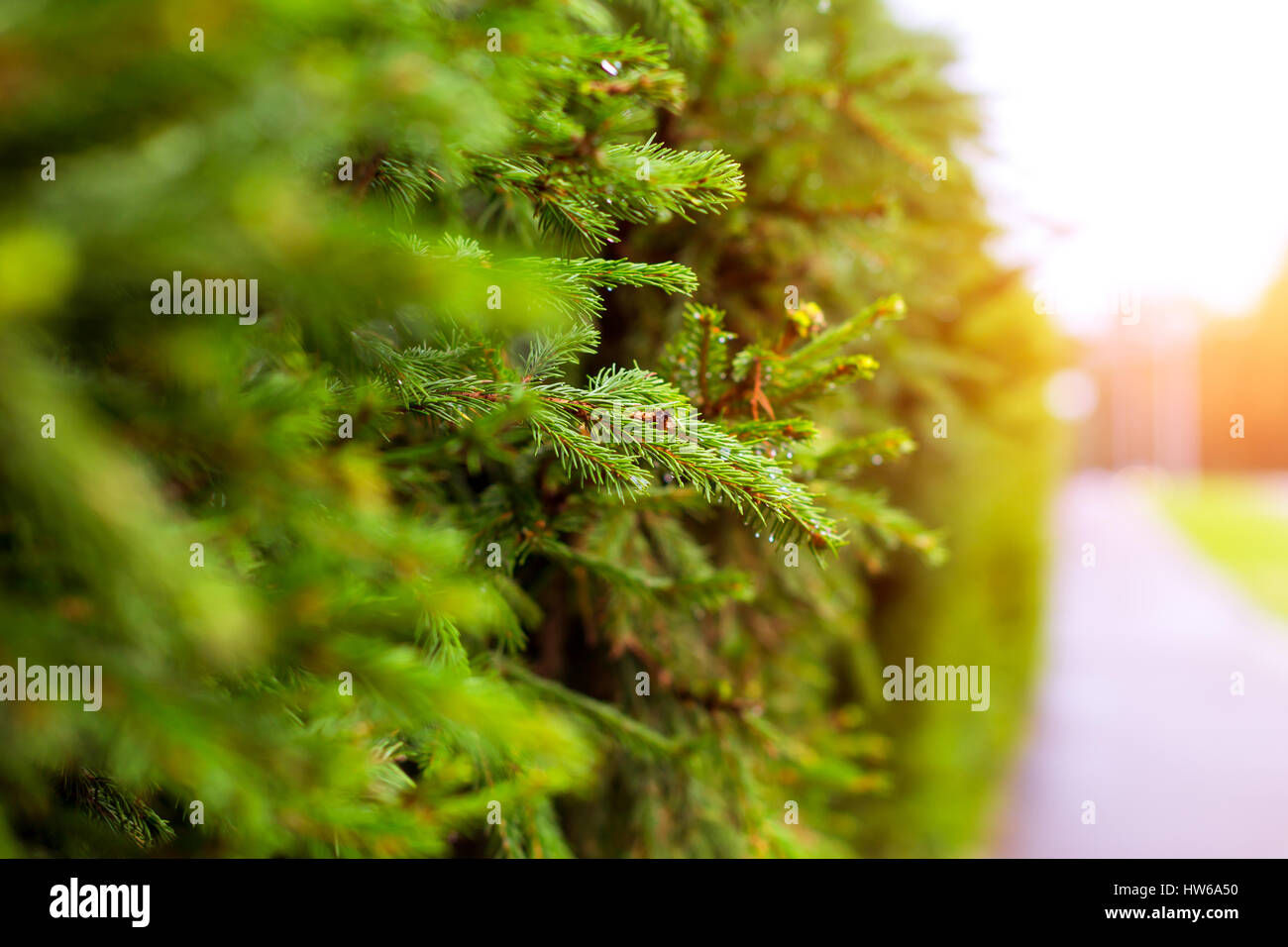 La direction générale de l'épinette verte avec des gouttes d'eau dans le contexte d'une plante de couverture de conifères. Tallinn, États baltes, l'Estonie. Arrière-plan flou avec b Banque D'Images