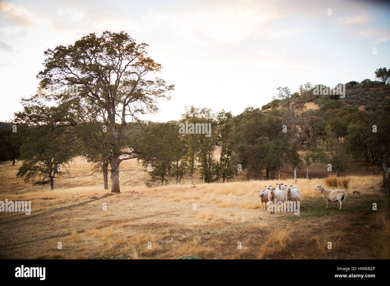 Vallée de la Californie du Nord Banque D'Images