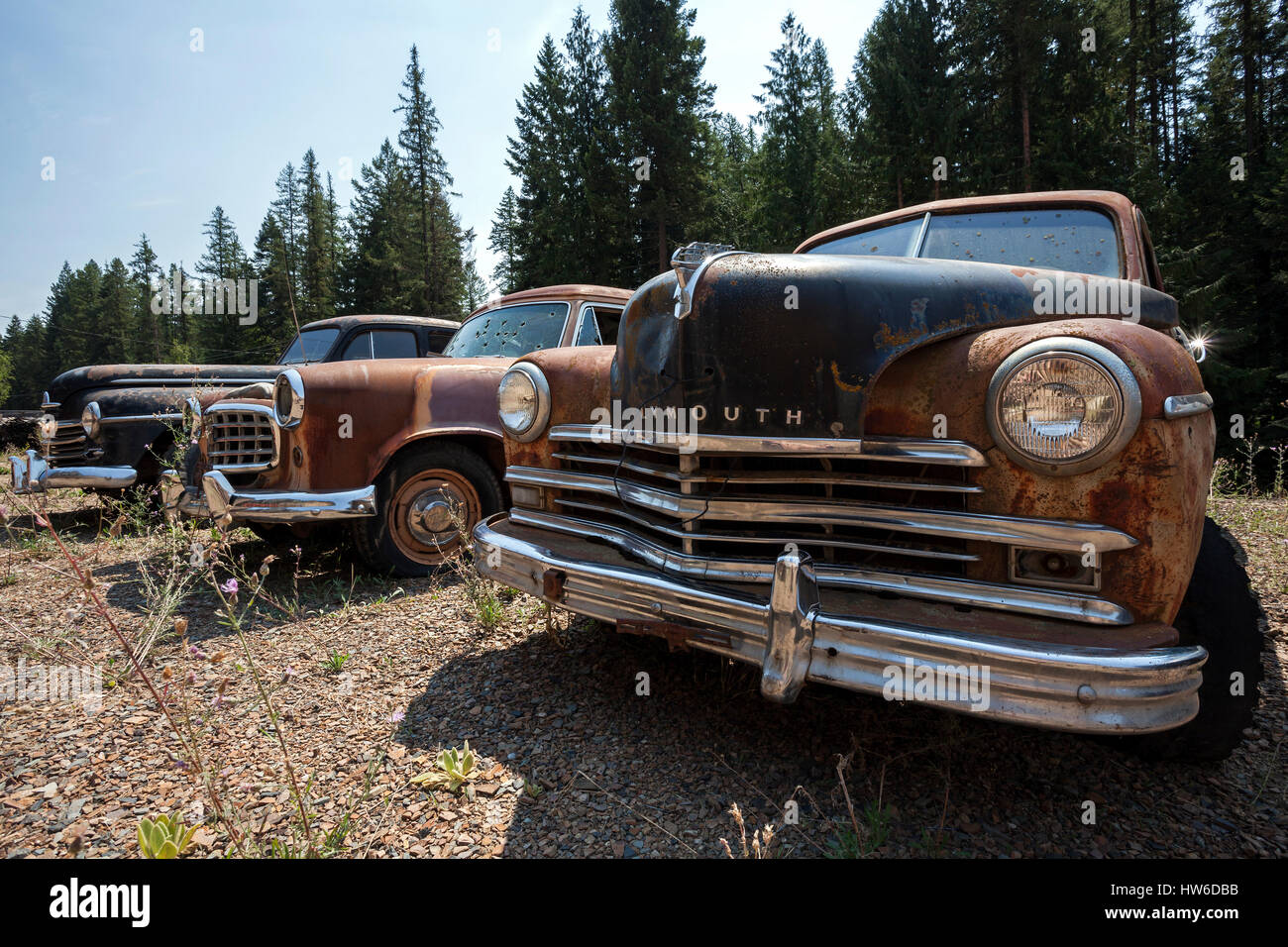 Oldtimer, Plymouth, carcasses de voitures, près de Spokane, Washington, USA Banque D'Images