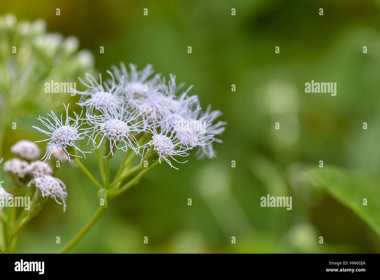 Un gros plan d'une fleur blanche unique des tropiques avec un fond vert des plantes et des feuilles avec la profondeur de champ. Banque D'Images