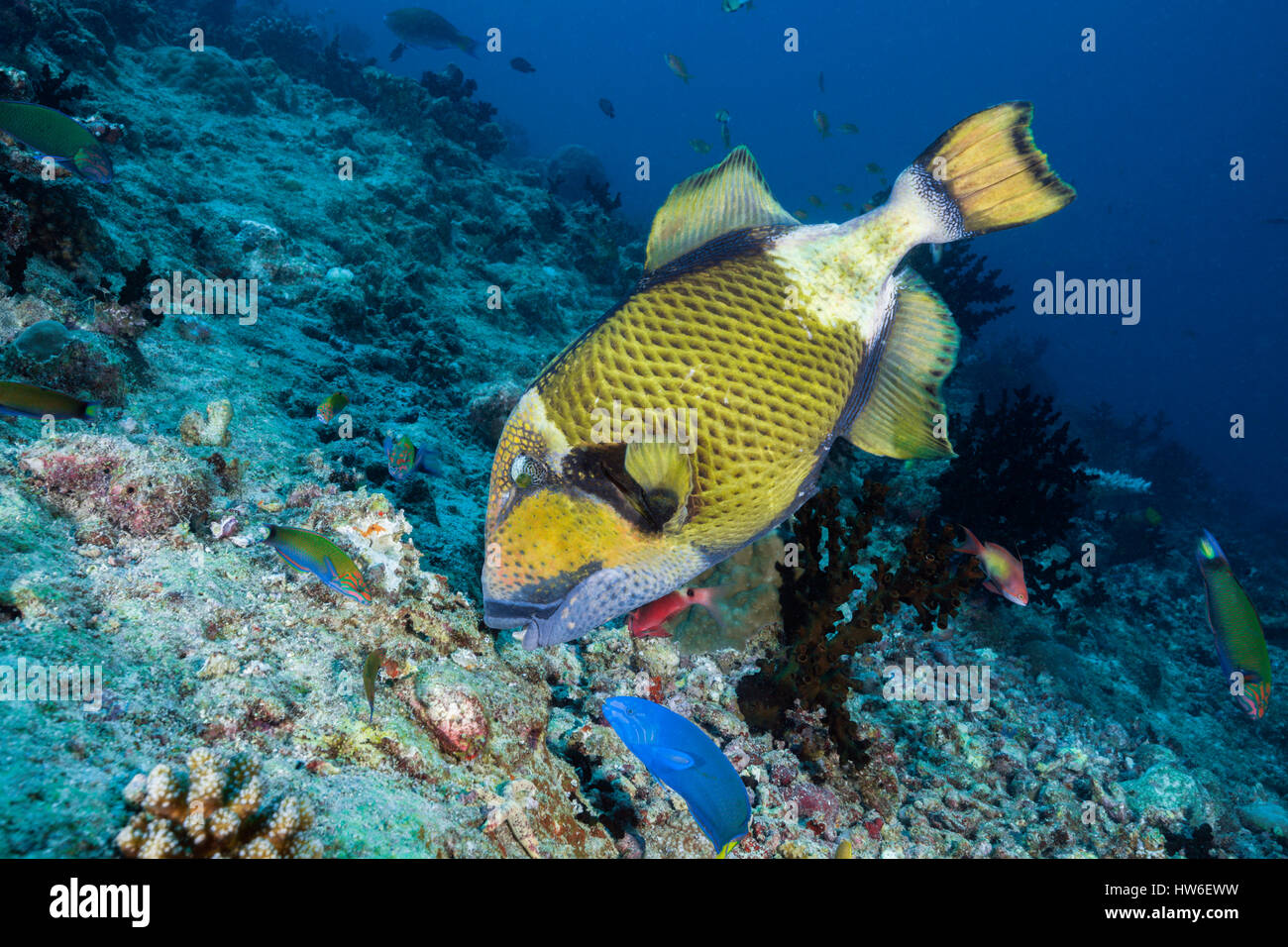 Les balistes Titan Balistoides viridescens picking, coraux, South Male Atoll, Maldives Banque D'Images