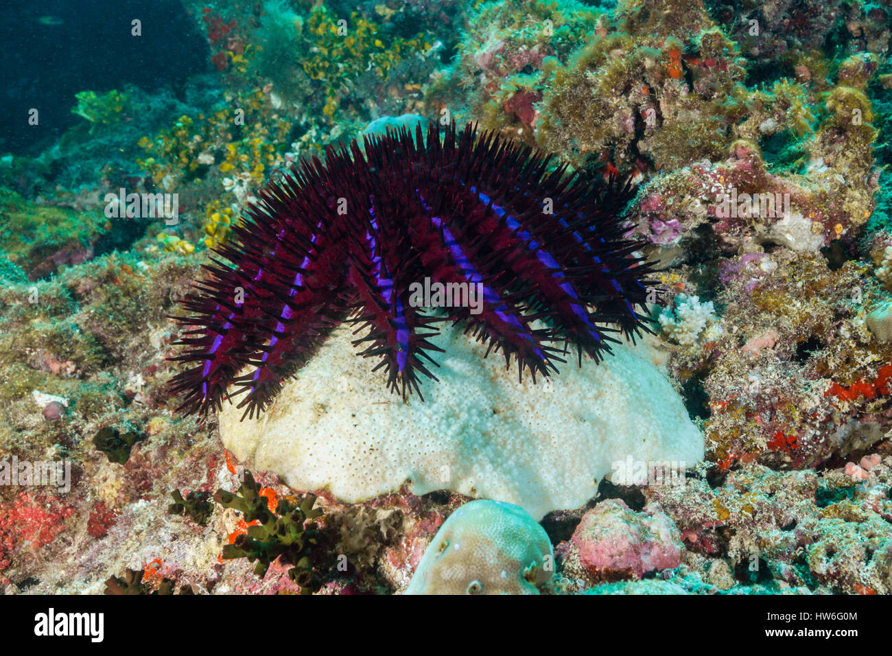 La couronne d'épines, étoile de mer Acanthaster planci, North Male Atoll, Maldives Banque D'Images