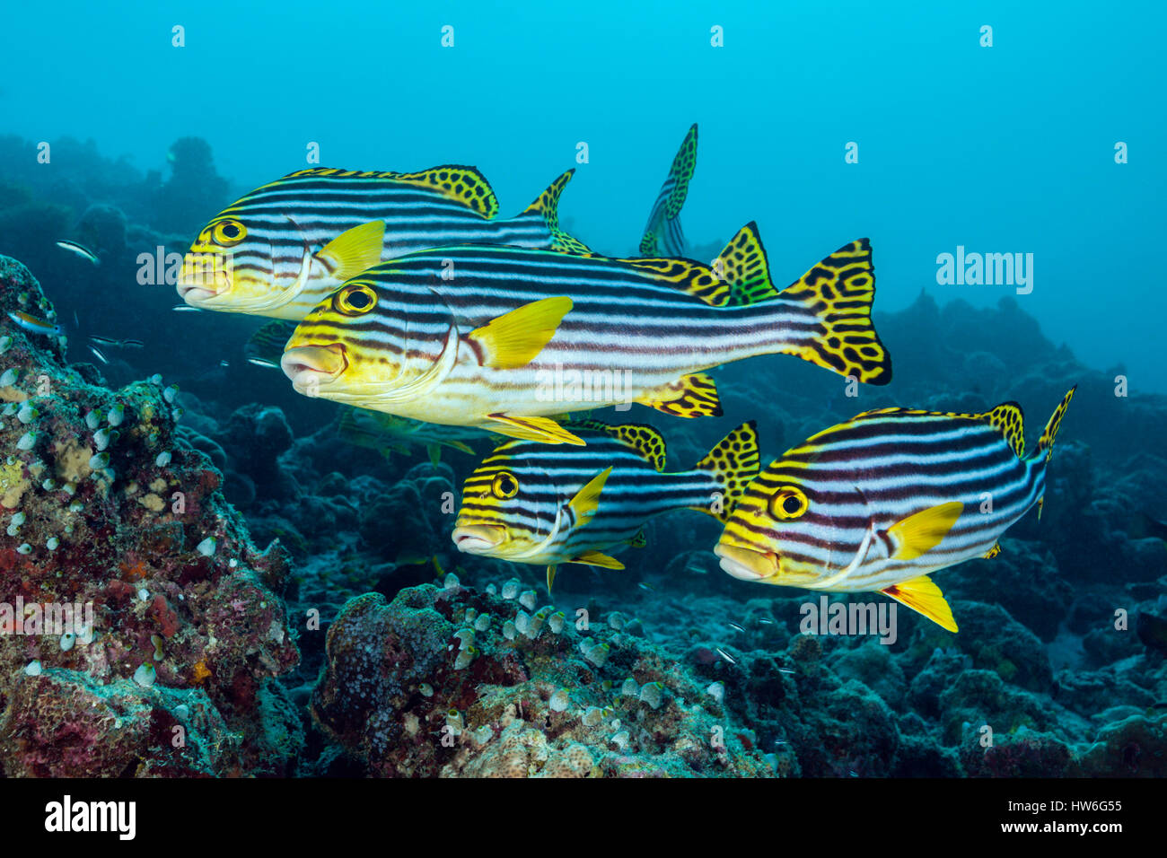 Banc de gaterins orientaux, Plectorhinchus vittatus, South Male Atoll, Maldives Banque D'Images