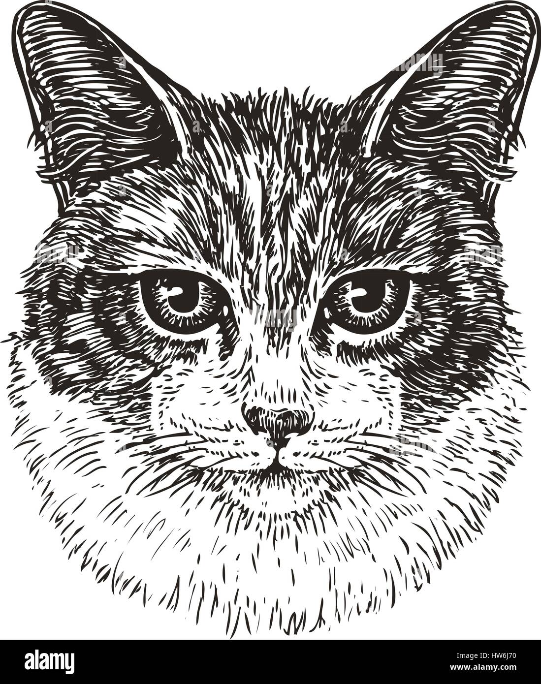 Portrait dessiné de chat mignon. Kitty, animal, animal de croquis. Vintage vector illustration Illustration de Vecteur