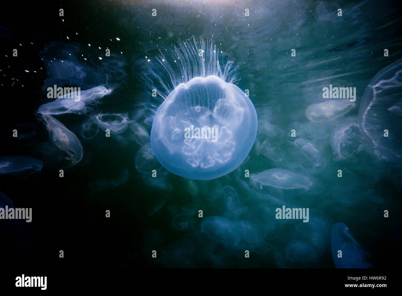Lune, méduses Aurelia aurita, Raja Ampat, Papouasie occidentale, en Indonésie Banque D'Images
