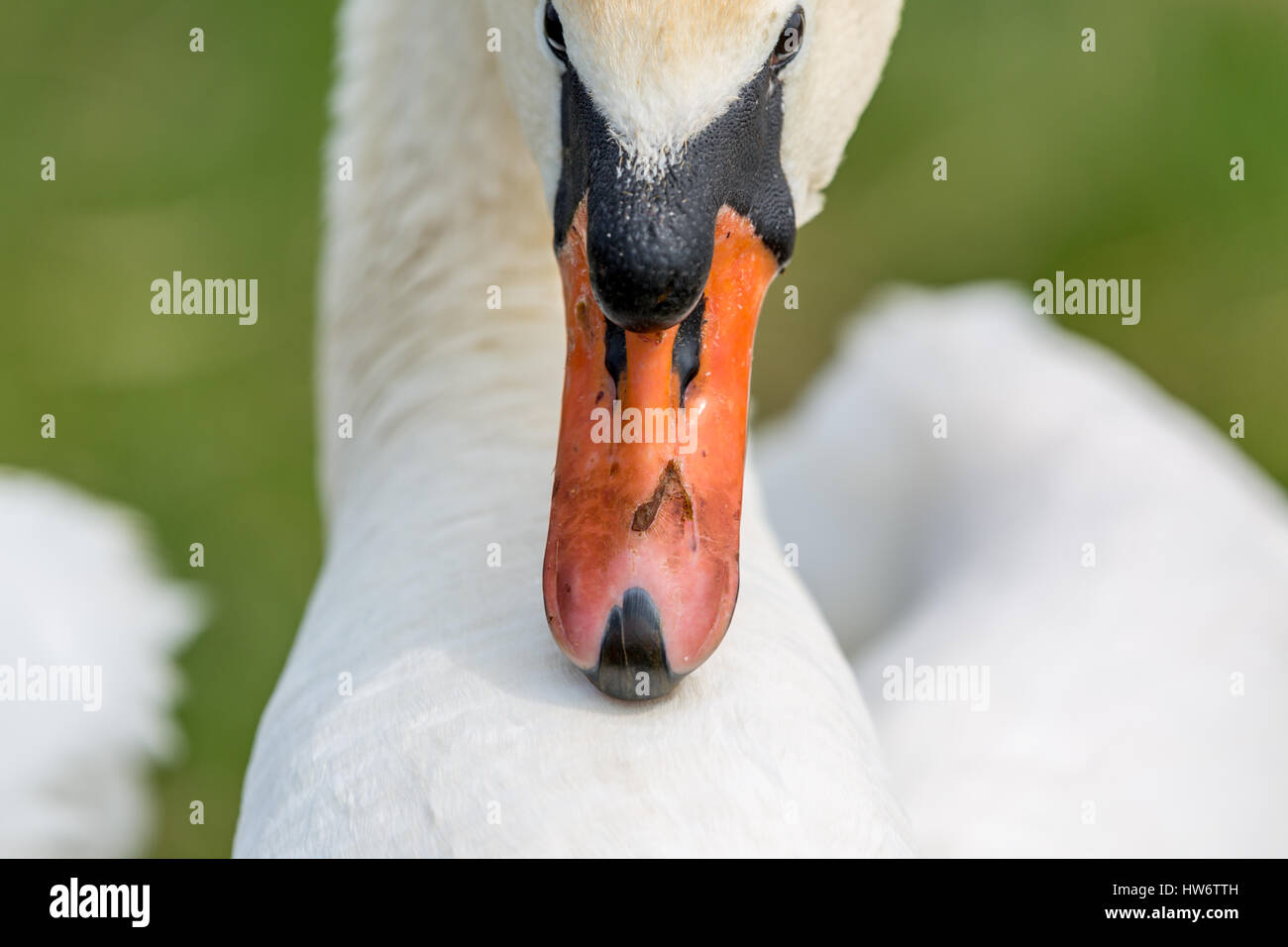 Cygne blanc Banque D'Images