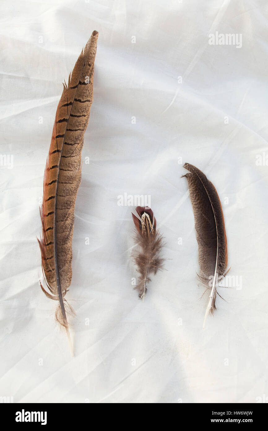 Les plumes d'oiseaux sur un foneyo blanc. Banque D'Images