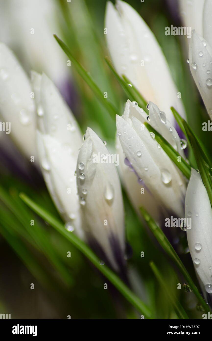 Crocus blanc avec des gouttes de pluie Banque D'Images