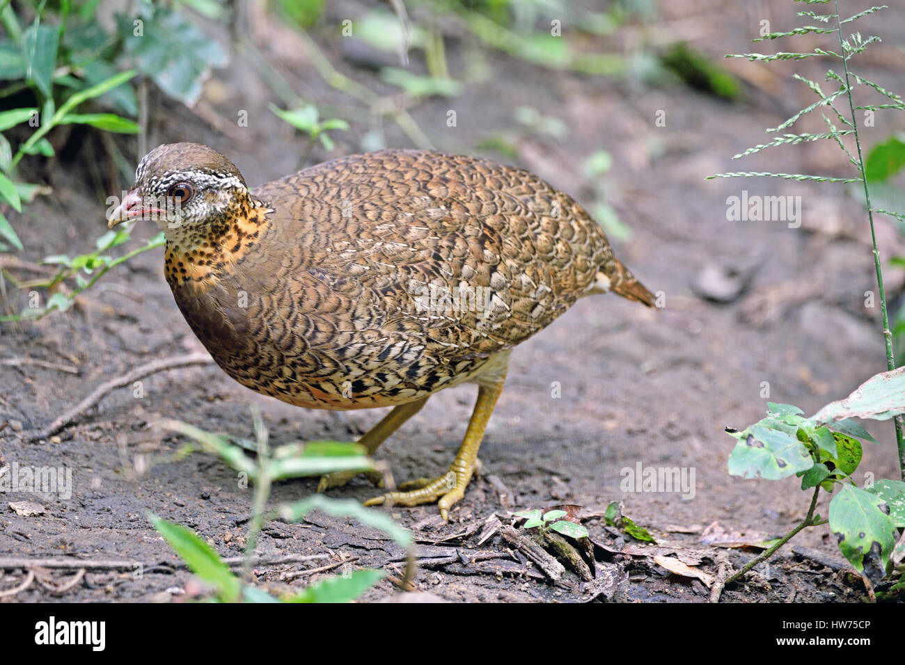 Un Scaly-breasted Partridge (Arborophila chloropus) sur le sol de la forêt dans l'ouest de la Thaïlande Banque D'Images