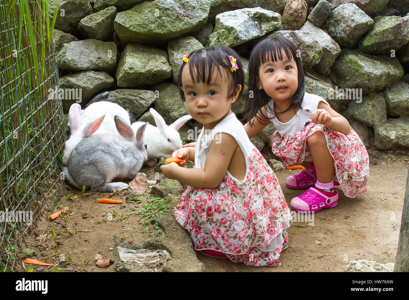 Peu de filles asiatiques chinois Alimentation Lapin aux carottes à la ferme Banque D'Images