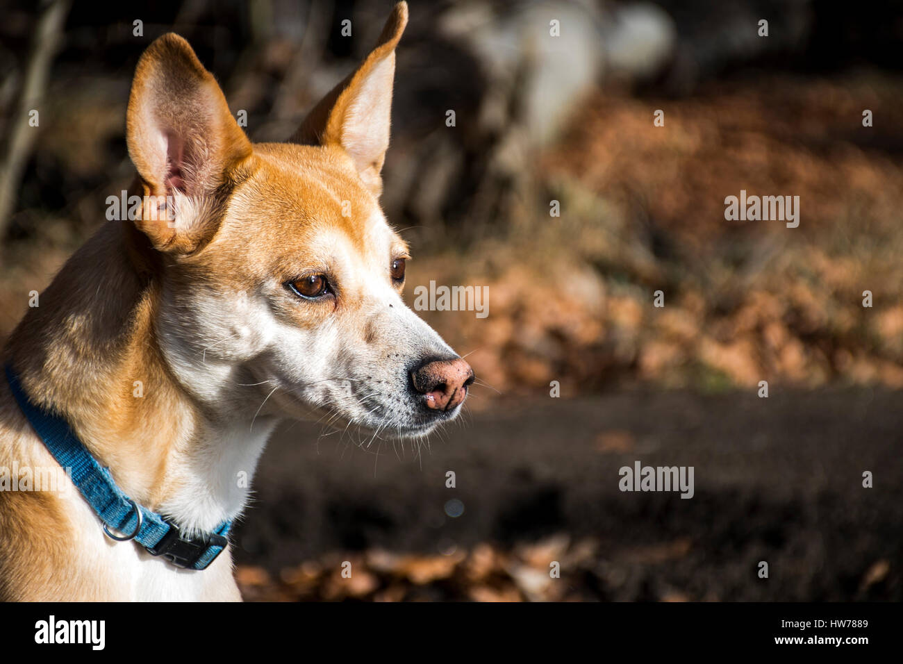 Petit chien poilu, Podengo portugais portant un collier bleu Banque D'Images