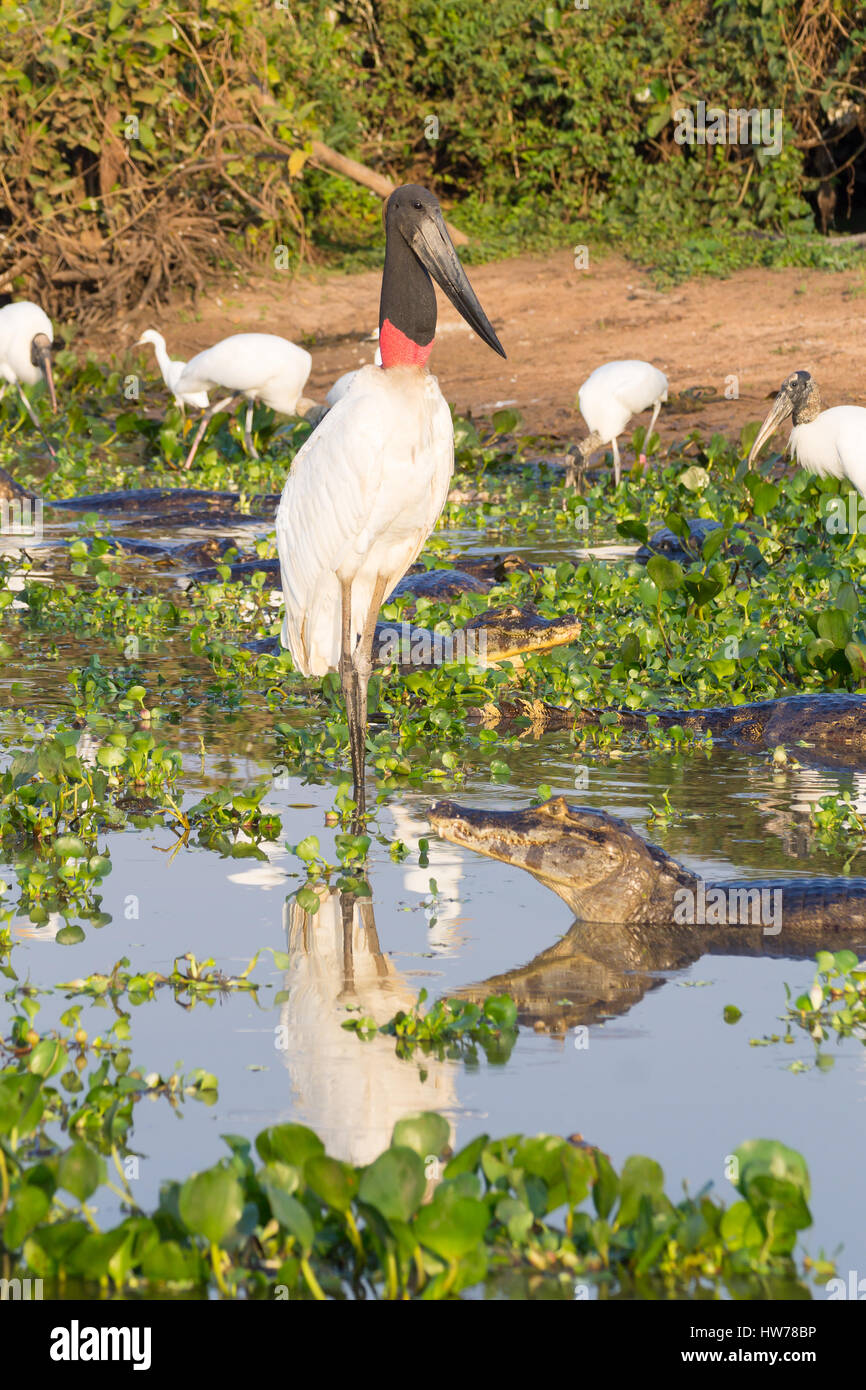 Cigogne Jabiru oiseau sur la nature du Pantanal, Brésil. La faune du Brésil Banque D'Images