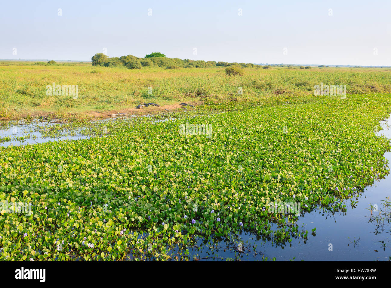Beaux paysages du Pantanal, l'Amérique du Sud, Brésil. La nature et la faune le long de la route Transpantaneira célèbre. Banque D'Images