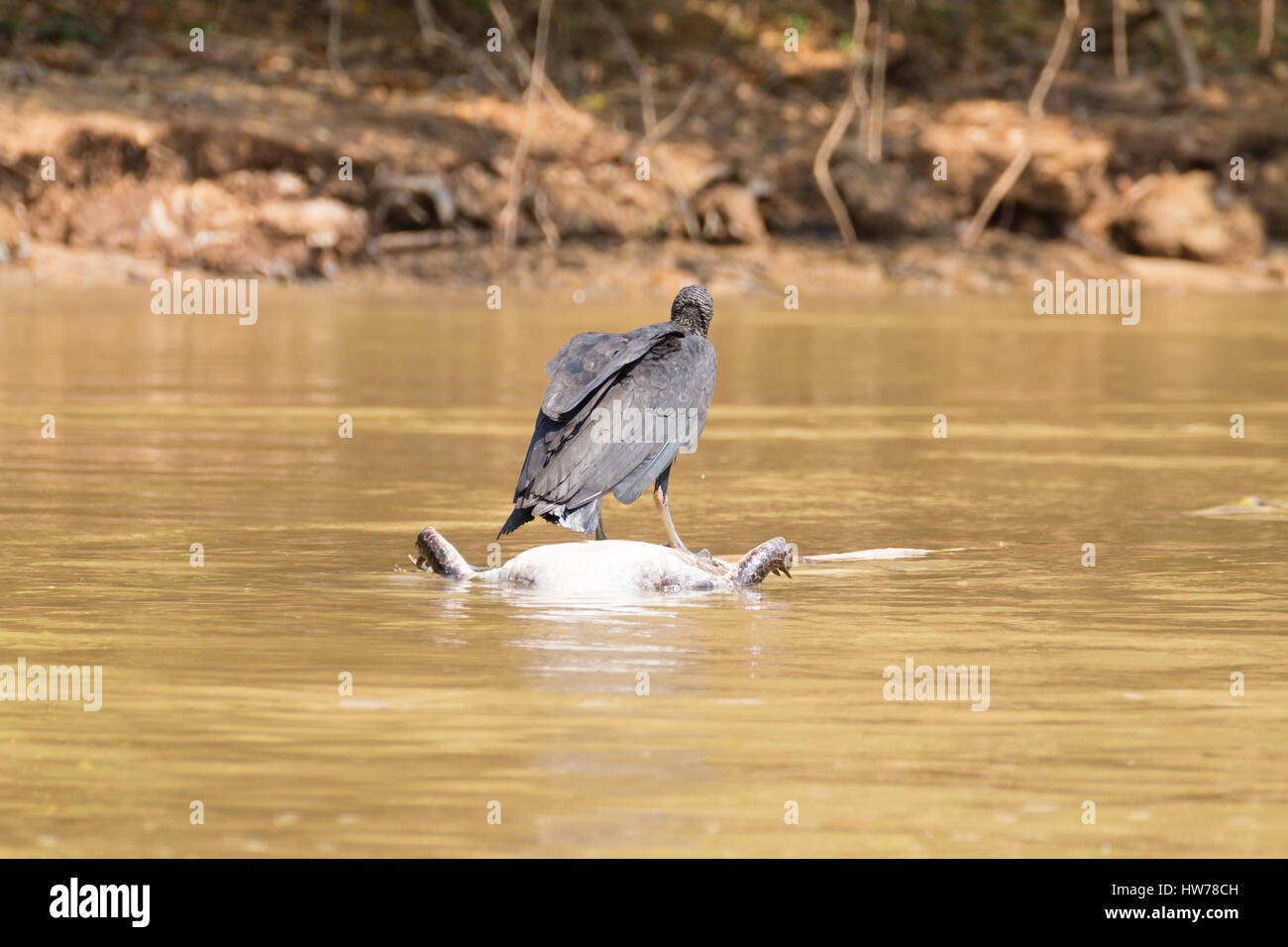 Urubu noir flottant sur une rivière à partir de la mort de caïmans Pantanal, Brésil. La faune du Brésil. Banque D'Images