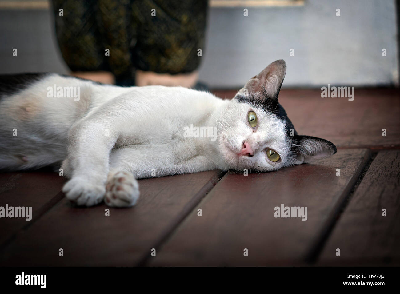 Chat allongé reposant mais toujours alerte. Banque D'Images