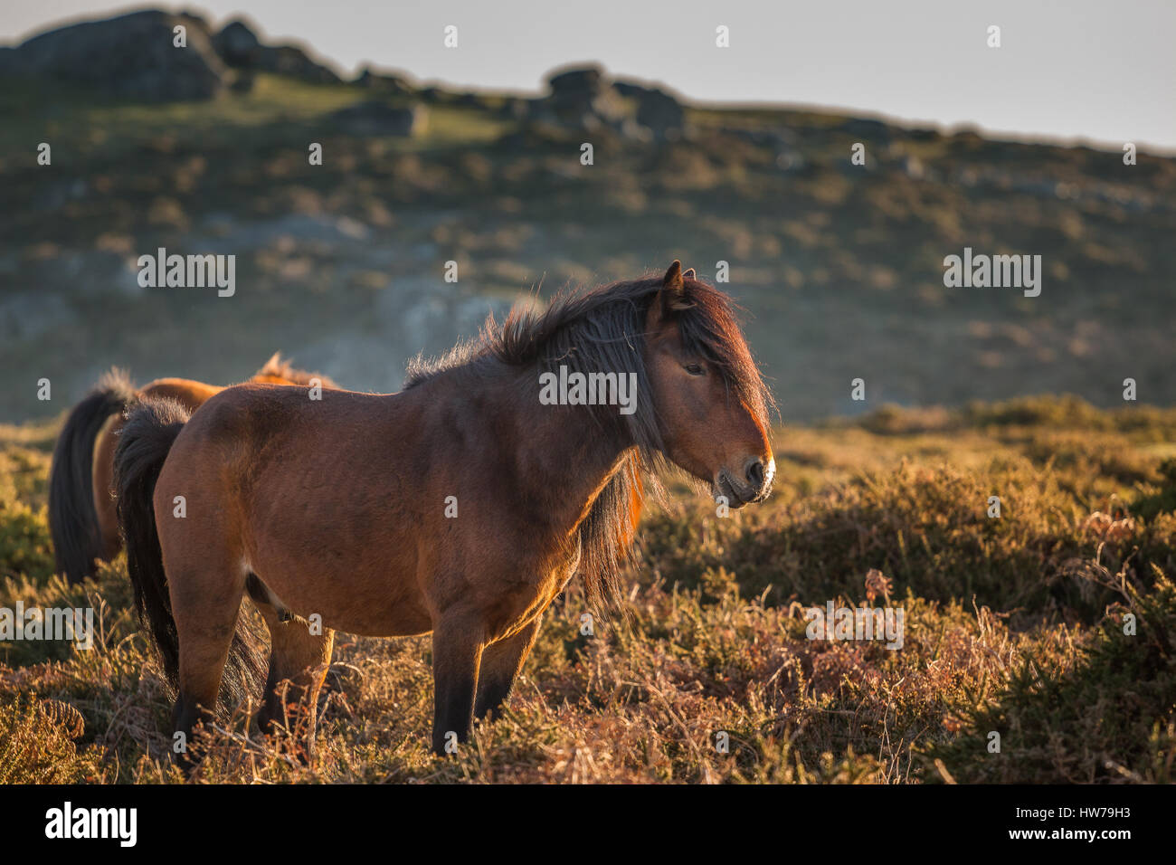 Un cheval sauvage dans les montagnes de Serra do Cando, Galice, Espagne du Nord. Réseau Nature 2000. Banque D'Images