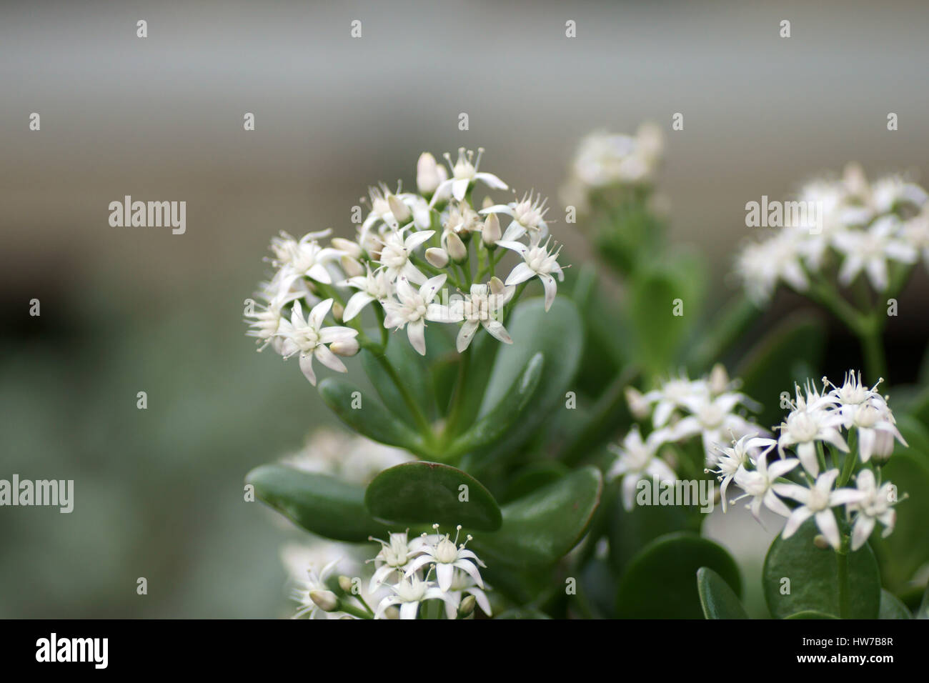 Crassula ovata Banque D'Images