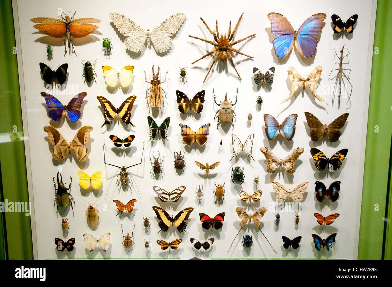 Des spécimens de papillons Banque D'Images