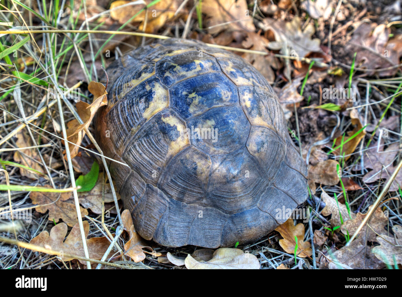 Tortue sur le terrain en forêt Banque D'Images