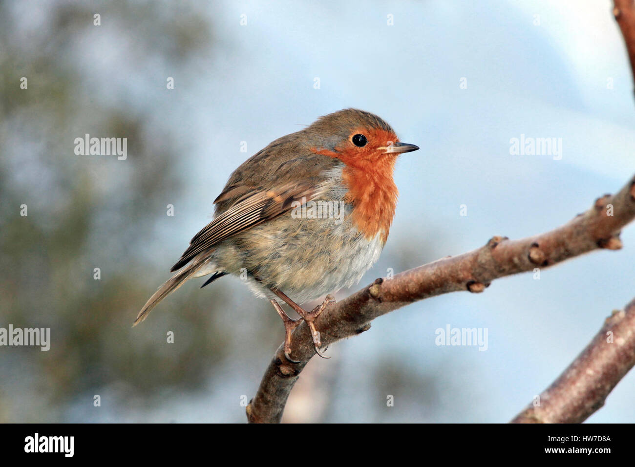 Oiseau de Robin Banque D'Images