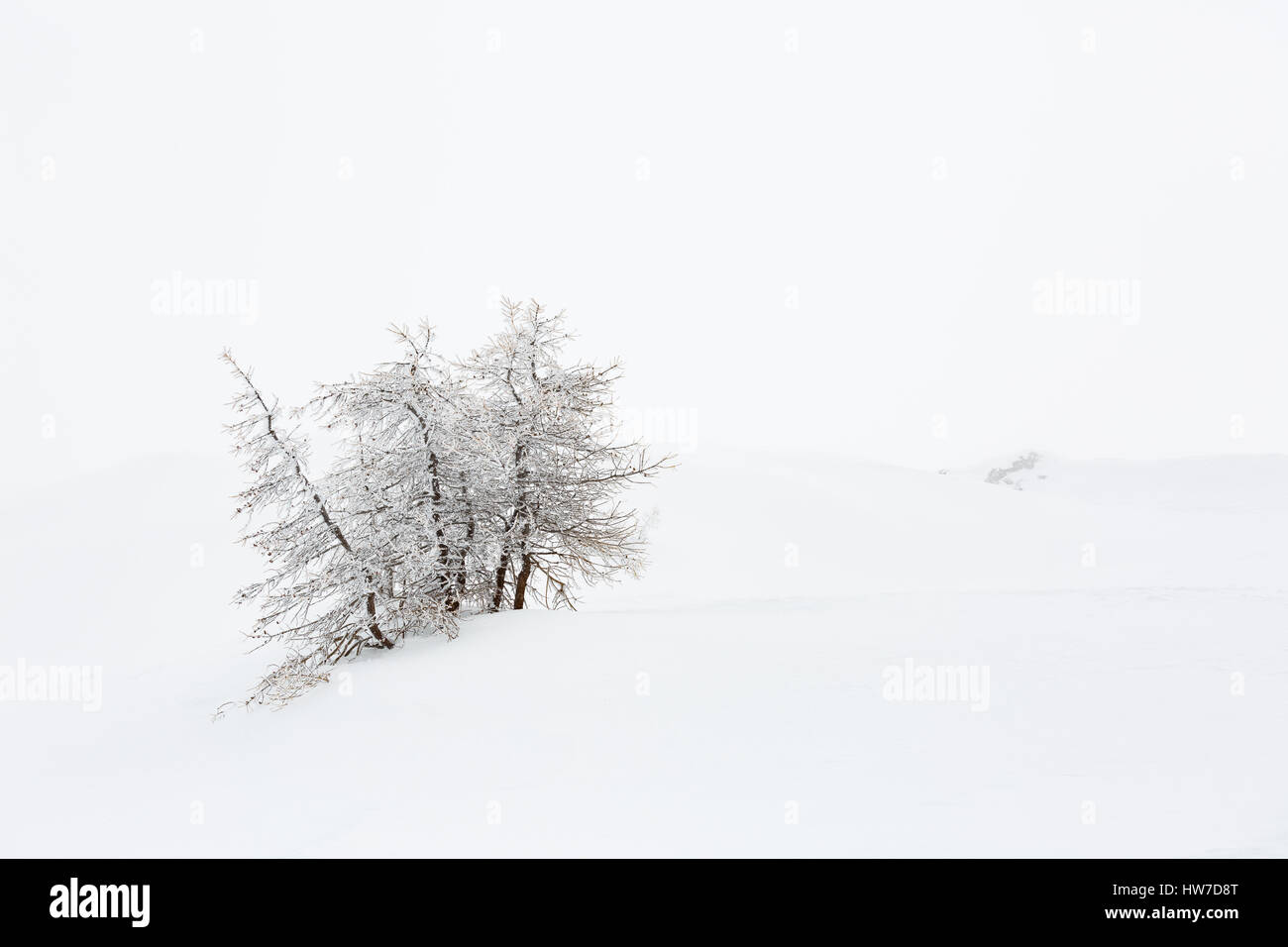 Lonely tree, au milieu de paysages couverts de neige pendant la saison d'hiver Banque D'Images