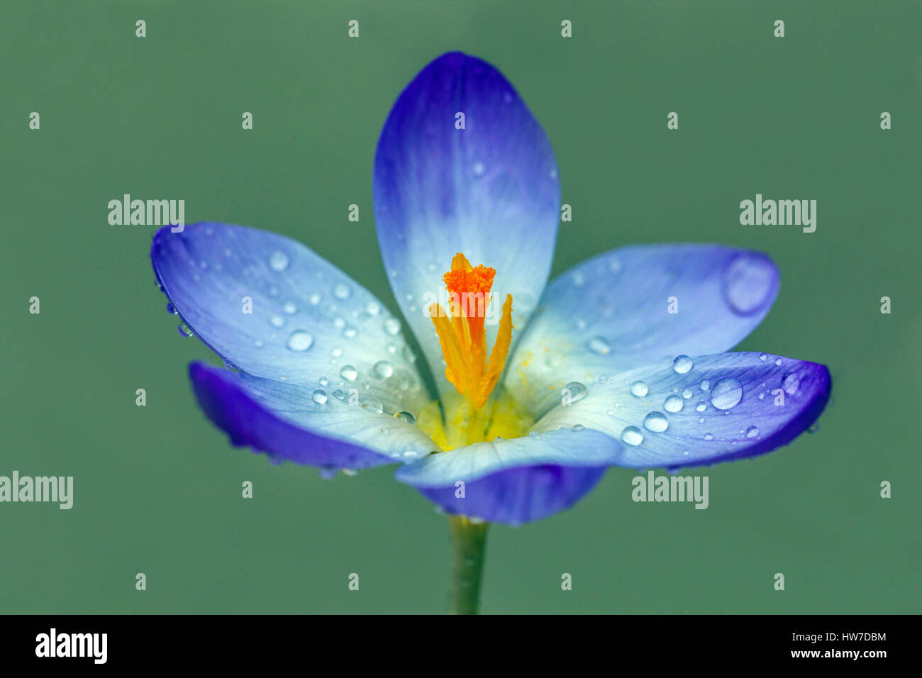 Crocus tommasinianus gros plan fleur, gouttes d'eau sur pétales bleus gouttelettes d'eau Banque D'Images