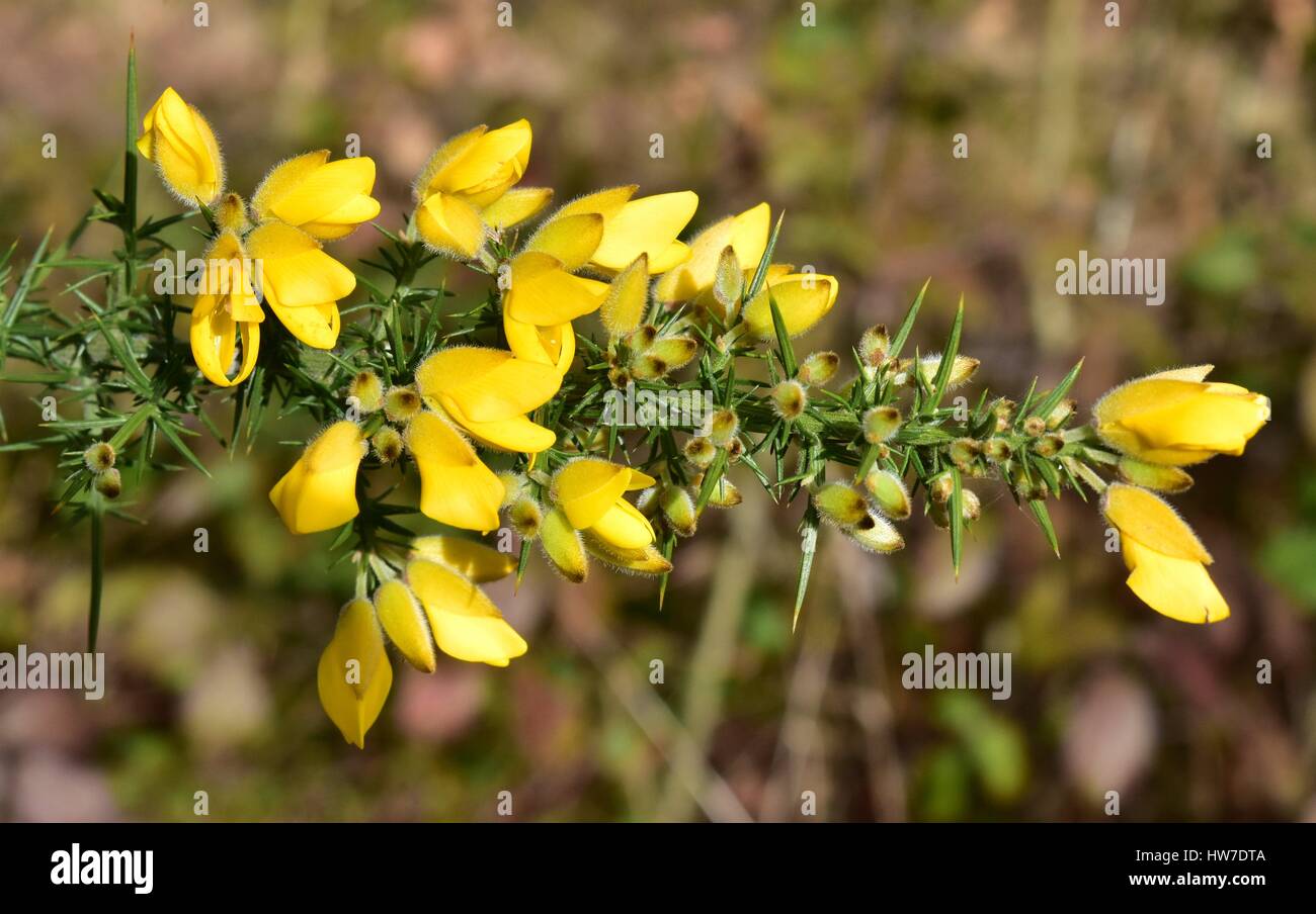 Un gros plan d'un spray d'ajoncs jaune (Ulex europaeus). Montrant les détails fins des pétales, les bourgeons et les pointes de vert. Banque D'Images