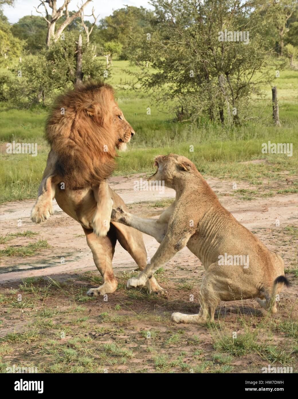 La lutte contre le lion mâle et femelle Banque D'Images