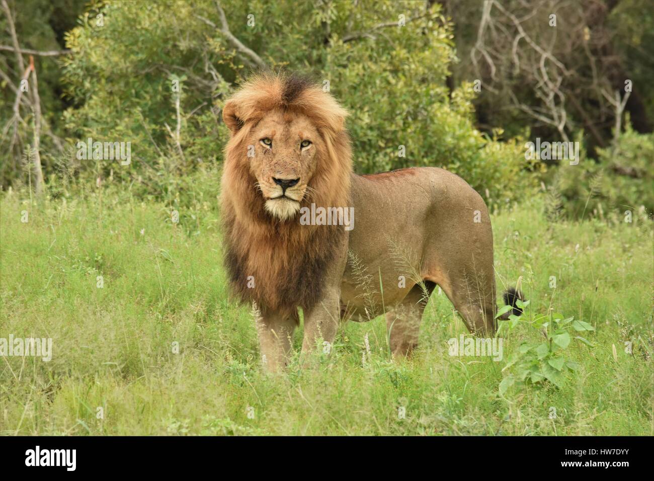 Homme Lion debout dans l'herbe Banque D'Images