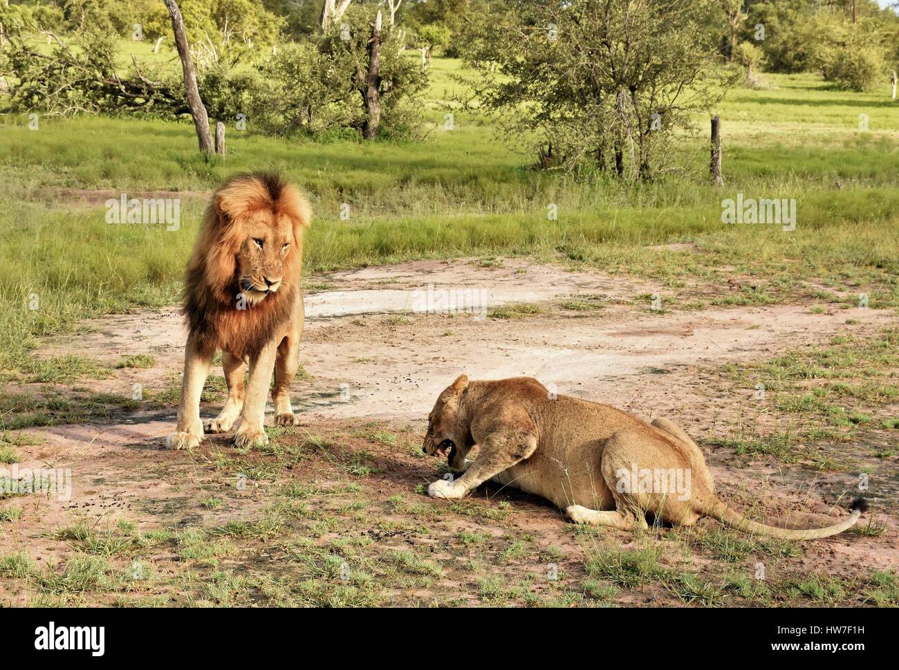 La lutte contre le lion mâle et femelle au cours de l'accouplement rituel Banque D'Images