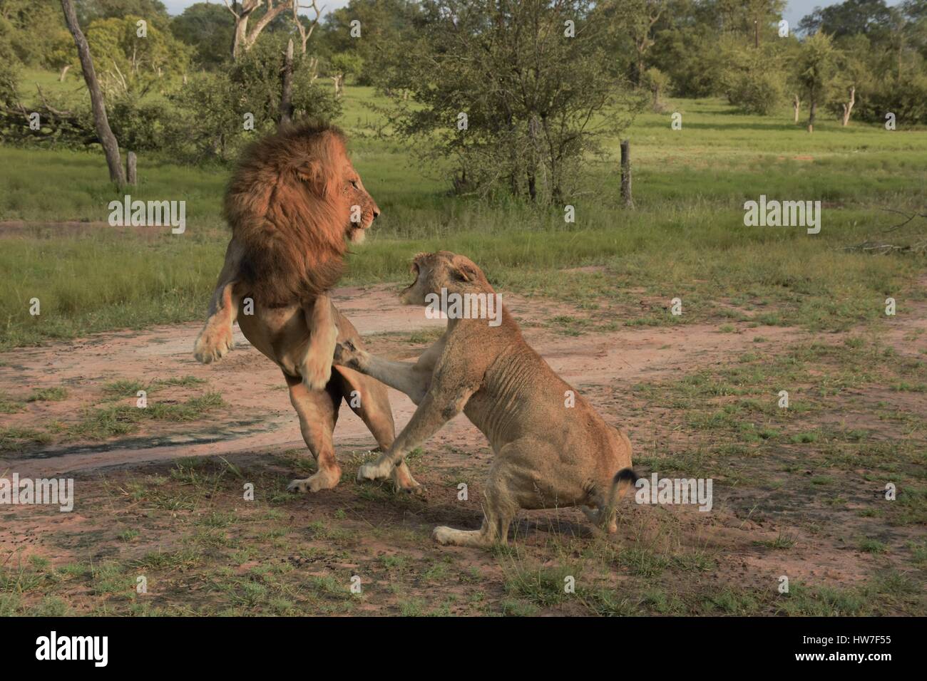 La lutte contre le lion mâle et femelle Banque D'Images