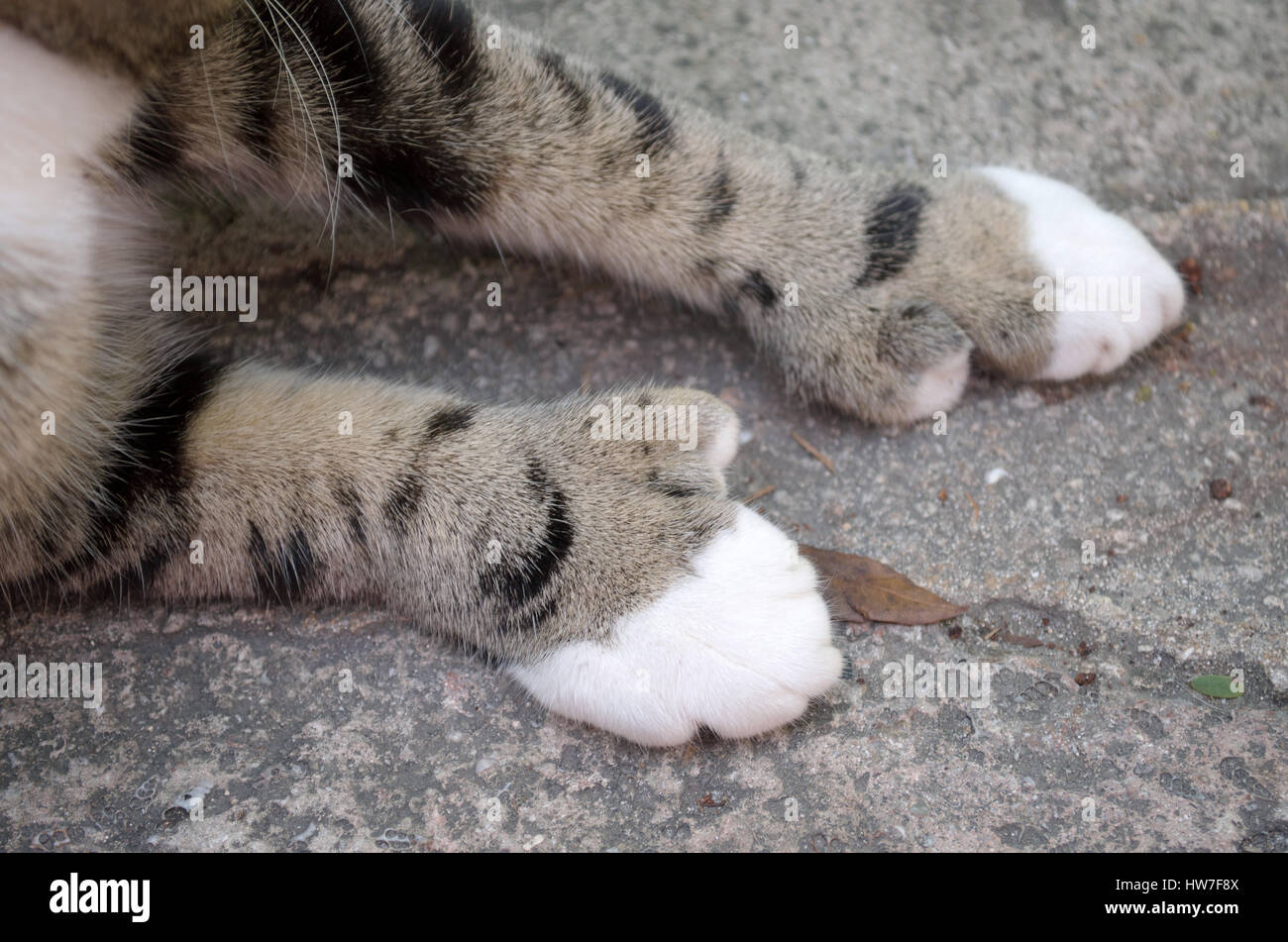 Pieds de chat Banque de photographies et d’images à haute résolution — free download
