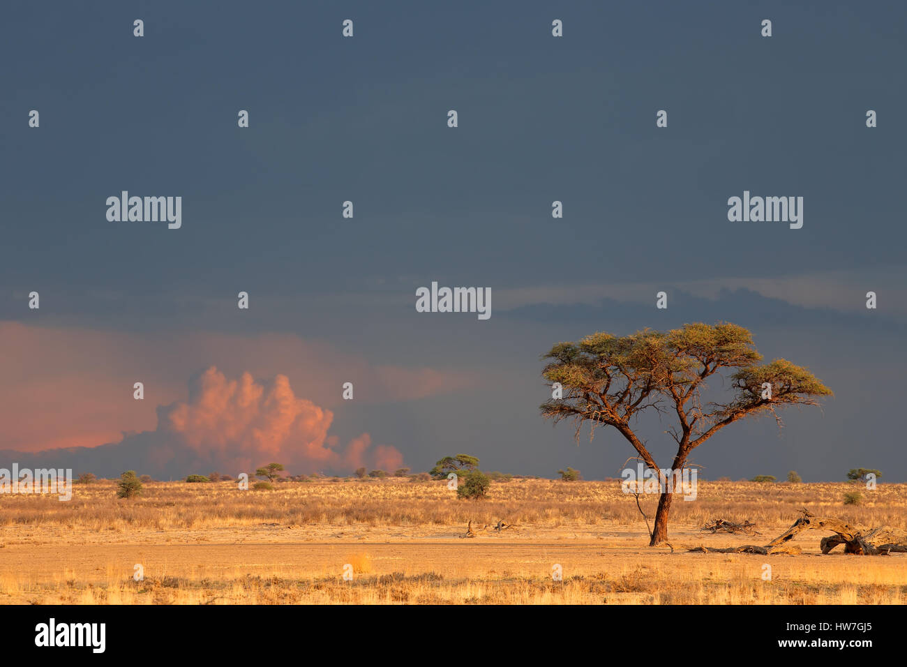 Paysage désertique avec un arbre épineux et ciel nuageux au coucher du soleil, désert du Kalahari, Afrique du Sud Banque D'Images